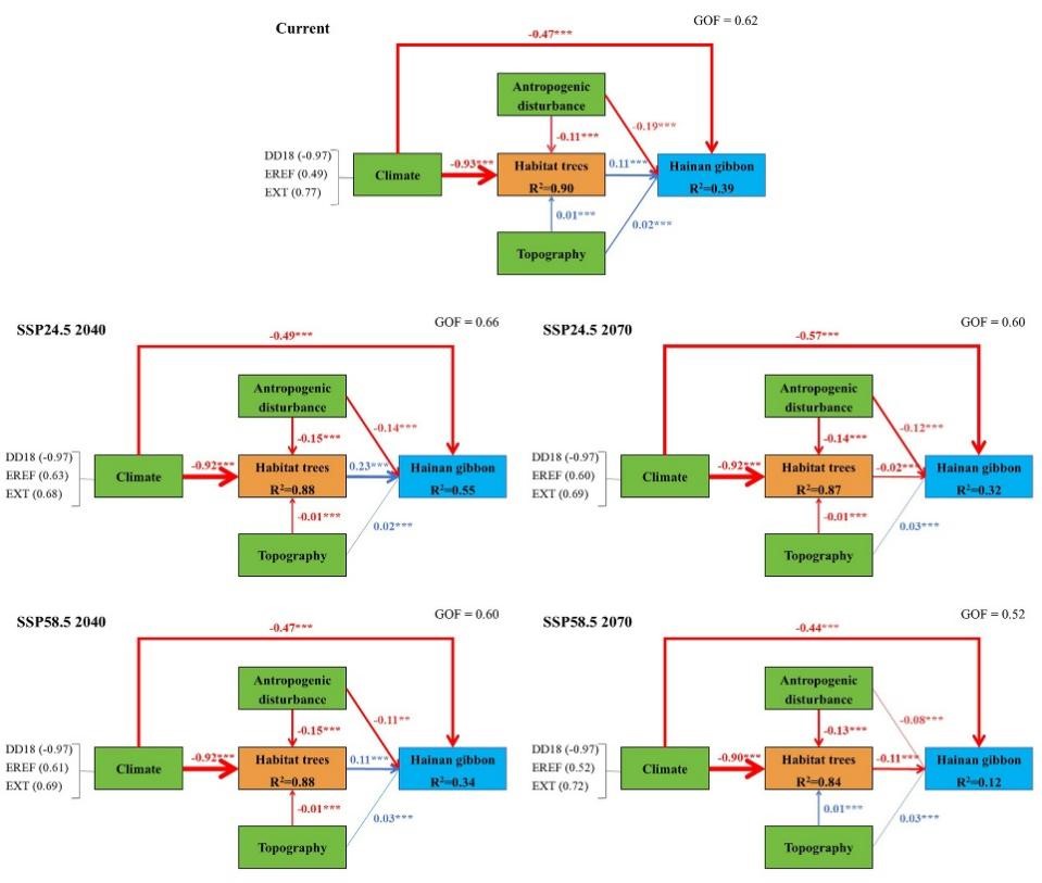 森环森保所阐明气候变化下生境树与海南 长臂猿的耦合机制及协同保护路径
