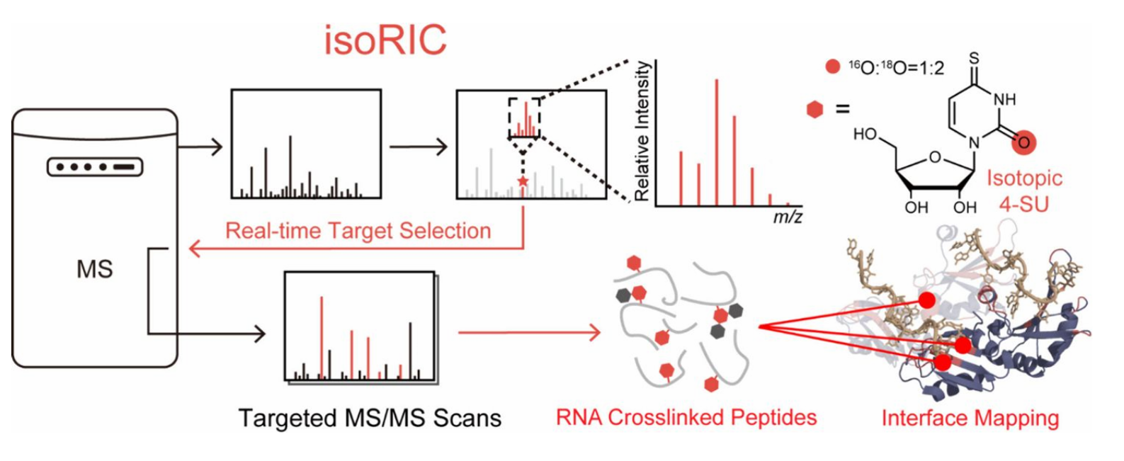 北京大学化学与分子工程学院王初课题组开发位点特异性的RNA结合蛋白组学鉴定新方法