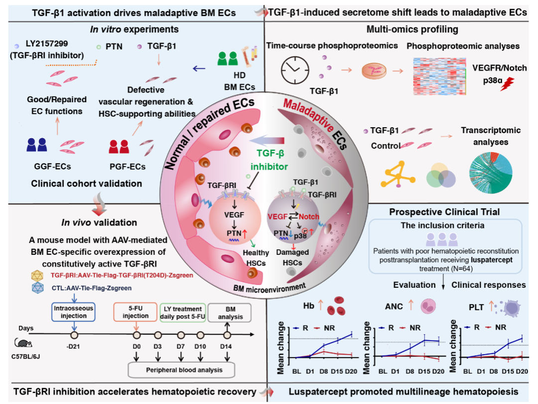 北京大学北大人民医院黄晓军/孔圆团队与合作者在骨髓微环境与造血修复机制研究领域取得新进展