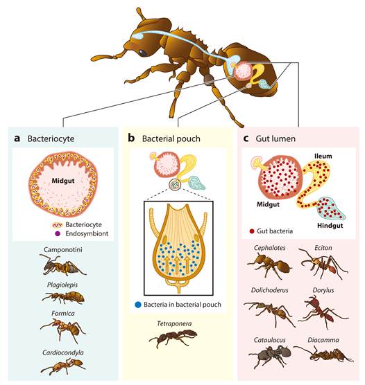 北京师范大学 生命科学学院胡仪教授与康奈尔大学Corrie S. Moreau 教授在Annual Review of Entomology合作发表重要研究综述:揭秘蚂蚁帝国的“幕后功臣”——营养共生微生物
