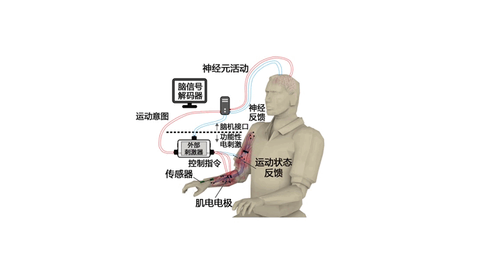 南开团队成果“介入式脑机接口”获第29届全国发明展览会金奖