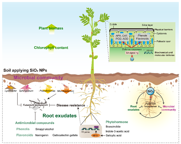 西北农林科技大学(748)生命学院韦革宏教授团队在黄芪土传病害防治方面取得新进展