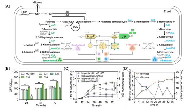 北理工课题组在AI辅助生物传感器改造领域取得重要进展