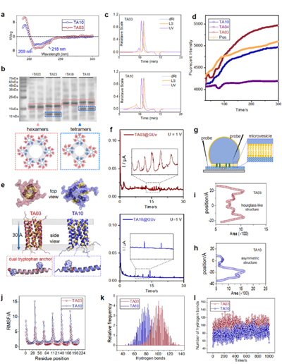 北理工课题组在膜靶向寡聚螺旋肽纳米孔道免疫调节方面取得进展