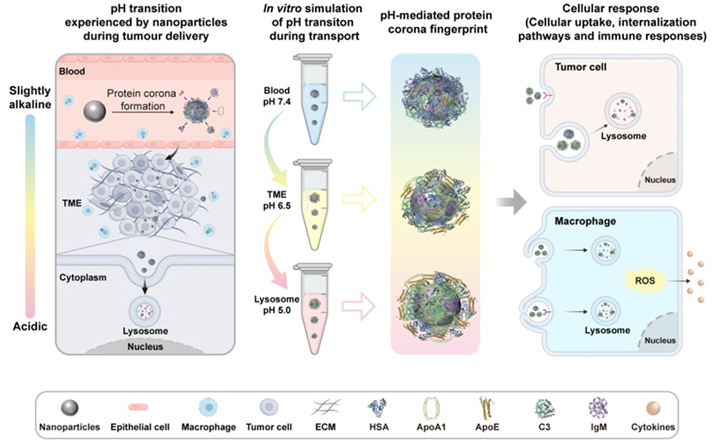 中国海洋大学在生物大分子的组装递送领域取得新进展
