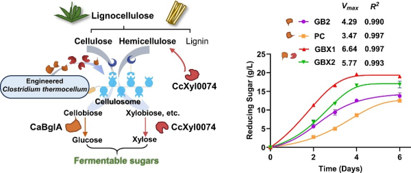 研究开发出增强纤维素与半纤维素降解能力的整合生物糖化工程菌株