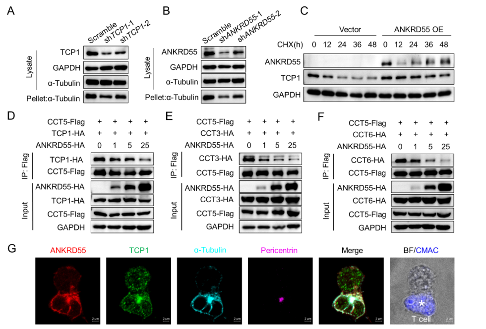 电子科技大学医学院张存金教团队授在Journal of Clinical Investigation发表论文