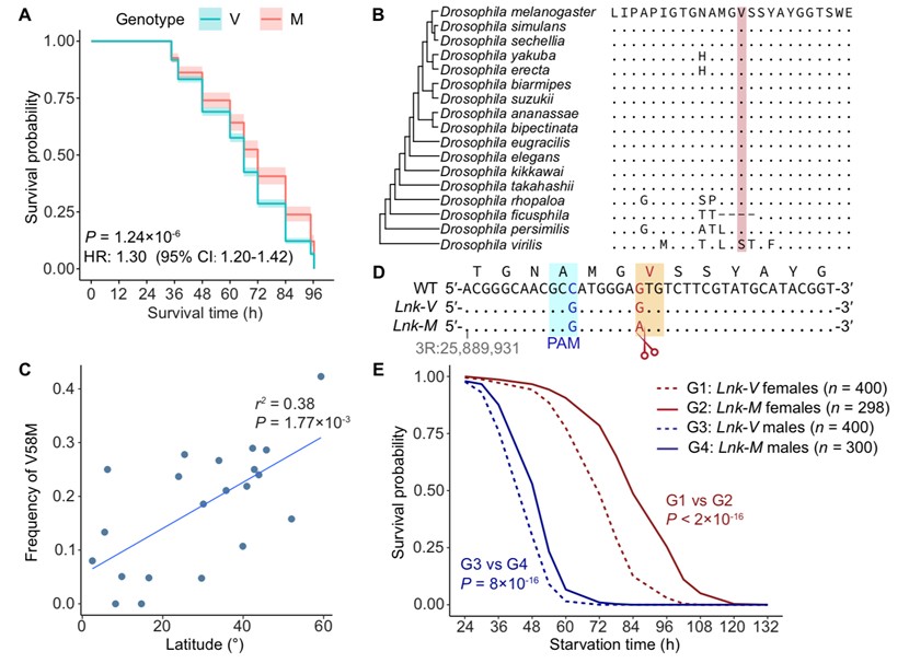 北京大学生命科学学院陆剑课题组揭示果蝇饥饿耐受的遗传架构和性别差异