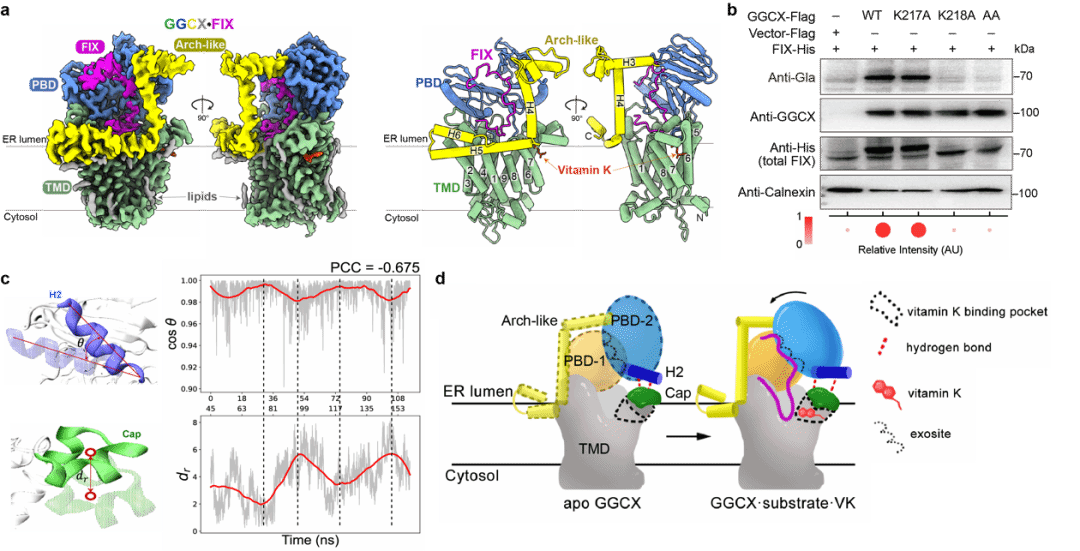 北京大学北京大学第三医院杭婧/乔杰团队牵头发表成果,研究维生素K依赖型蛋白γ-谷氨酰羧化的分子基础