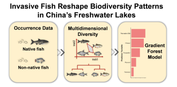 外来物种对我国湖泊生态影响研究获进展