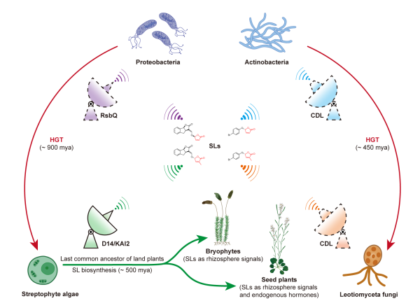 研究揭示植物激素独脚金内酯作为跨界信号分子的演化机制