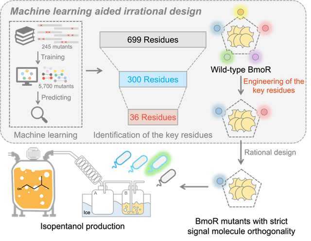 北理工课题组在AI辅助生物传感器改造领域取得重要进展