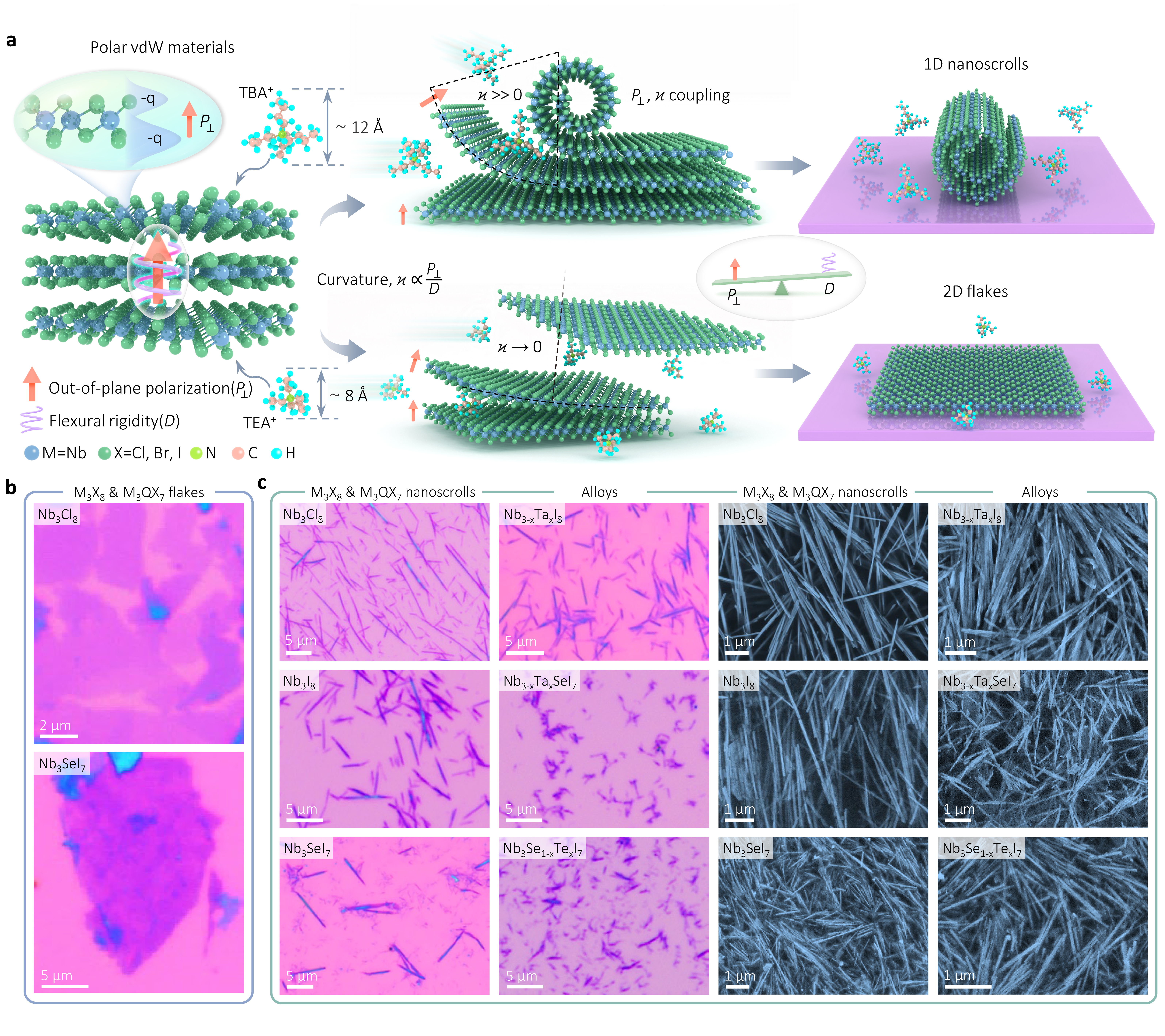 《自然材料》刊发东南大学李泽军课题组与合作者重要突破成果首次发现极性二维材料的自发卷曲现象