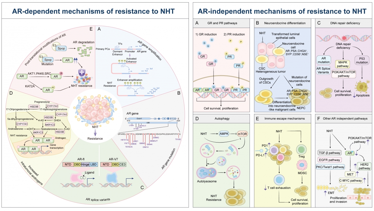 电子科技大学医学院熊玮教授及王志鹏博士在一区TOP期刊Journal of Pharmaceutical Analysis发表研究成果