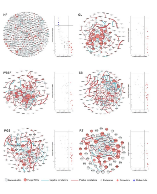 研究揭示热带珊瑚岛生态恢复的微生物途径