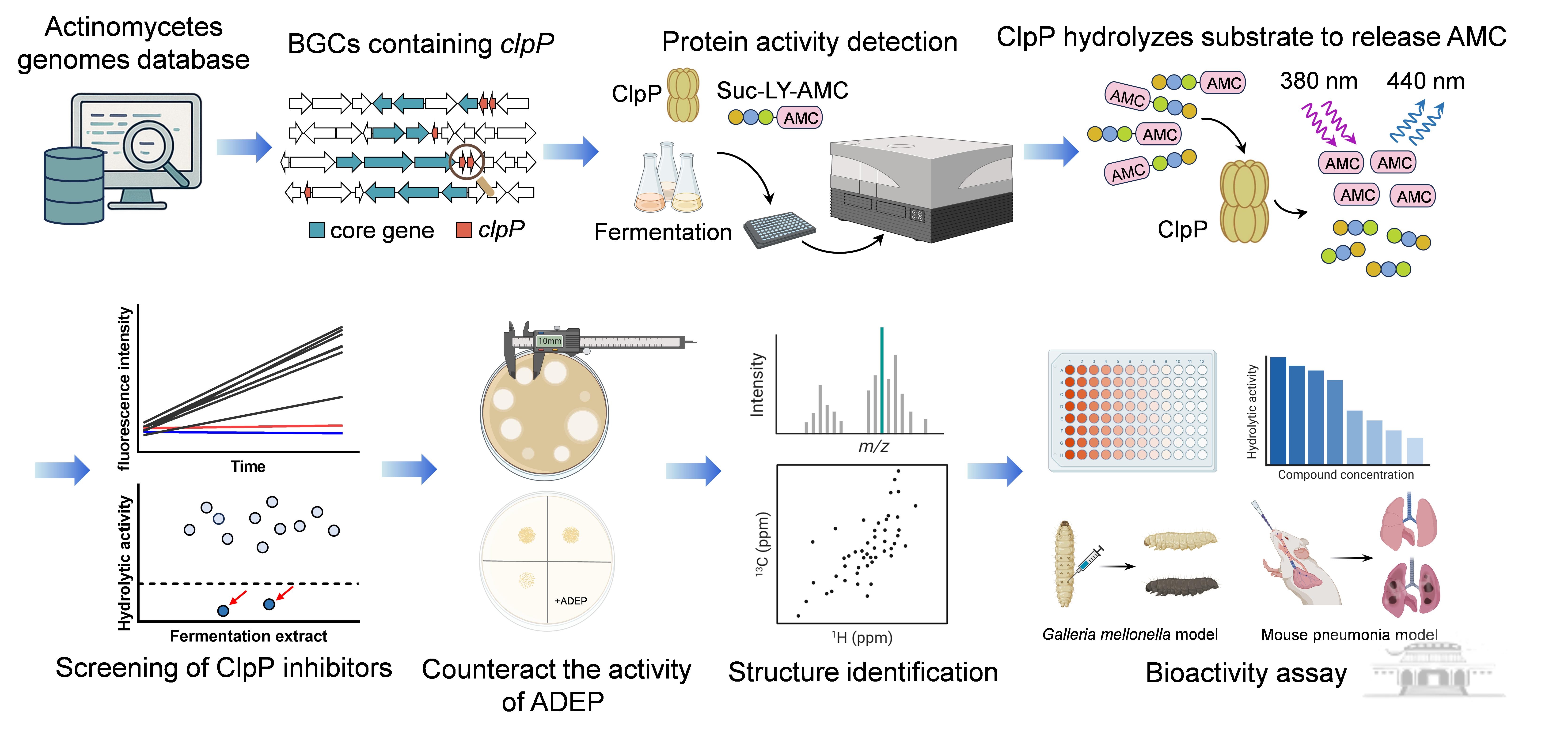 武汉大学张帆团队在新型抗毒力药物研究领域取得新进展