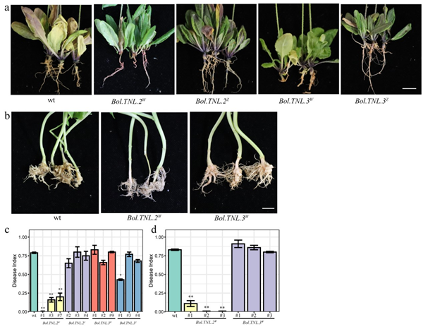 西北农林科技大学(740)农学院黄镇团队揭示甘蓝抗根肿病关键基因Bol.TNL.2的抗性机制
