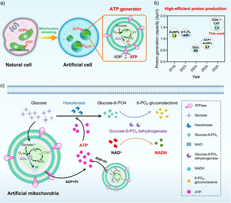 中国海洋大学在生物大分子的组装递送领域取得新进展