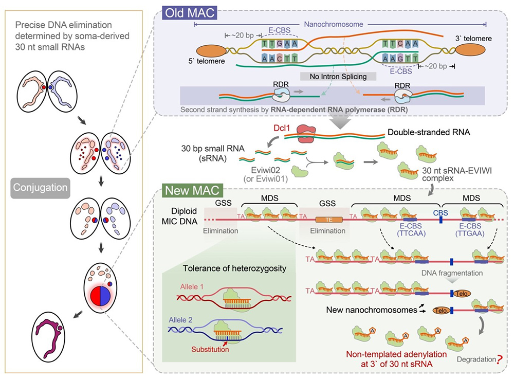 中国海洋大学原生动物学团队在小RNA介导的基因组DNA精确删除领域取得新进展