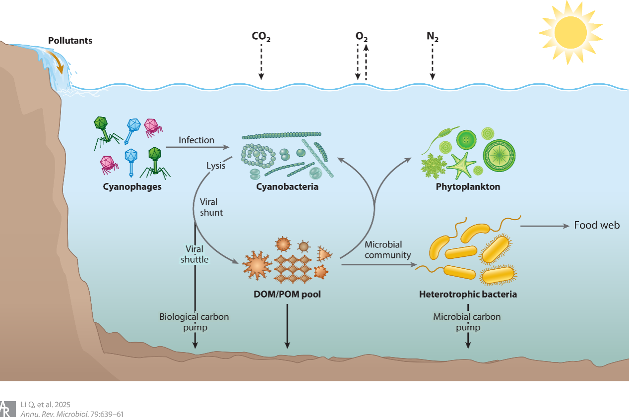 中国科大在《Annual Review of Microbiology》发表噬藻体综述论文