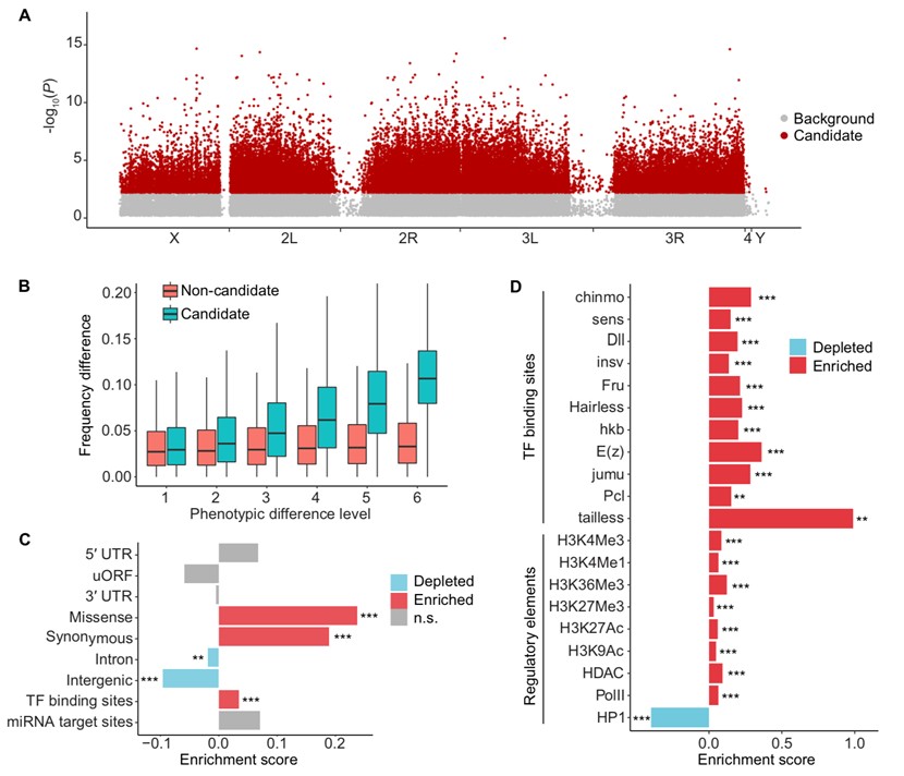 北京大学生命科学学院陆剑课题组揭示果蝇饥饿耐受的遗传架构和性别差异
