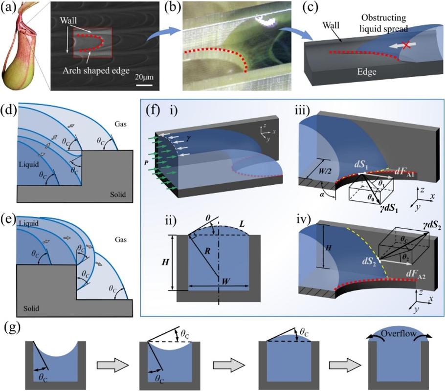 西安交大科研团队在微流道液体选择性调控领域取得新进展