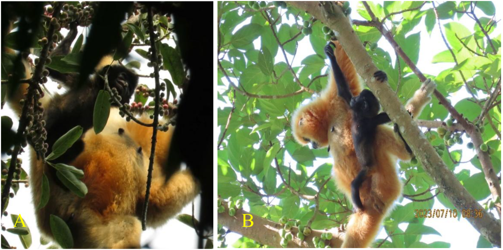森环森保所在海南长臂猿婴幼猿夭折研究中取得初步进展