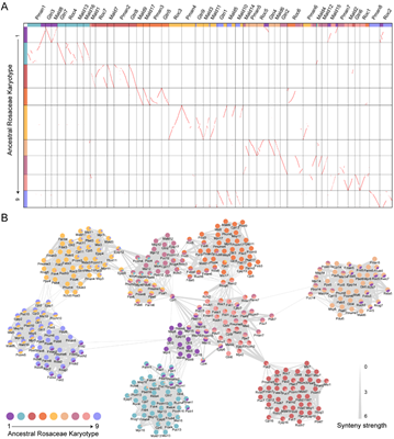 西北农林科技大学(753)园艺学院赵涛/马锋旺课题组揭示苹果族植物亚基因组分化与重复基因功能创新
