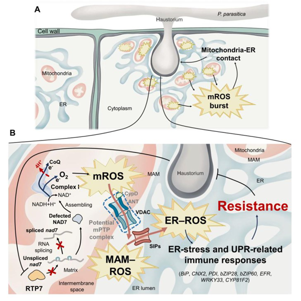 西北农林科技大学(735)西北农林科技大学单卫星教授团队揭示线粒体活性氧mROS触发线粒体—内质网互作及转运进而激活植物免疫的新机制