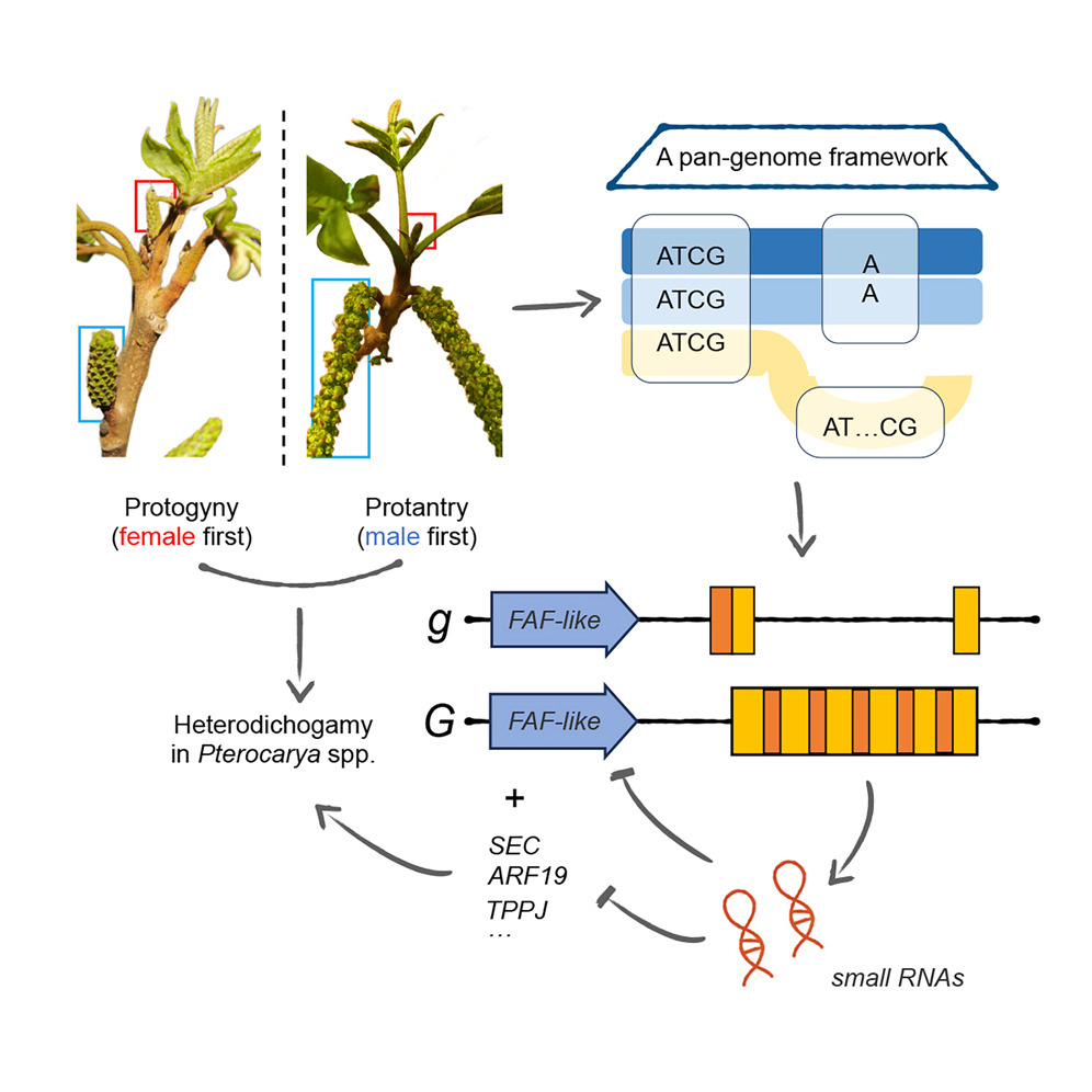 北京师范大学北师大核桃团队在《Current Biology》发文:首次在枫杨中揭示雌雄异型异熟的分子调控机制
