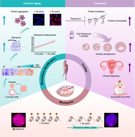 南开团队发现治疗不孕新靶点