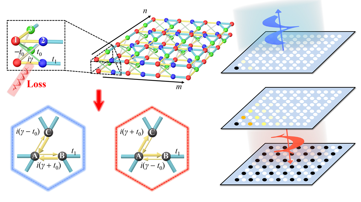南开团队在非厄米新奇拓扑物态的研究中取得重要进展