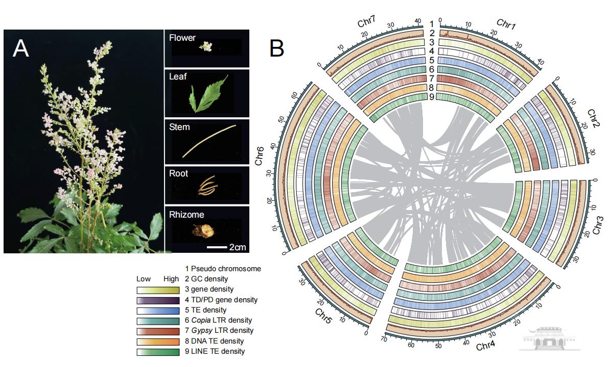武汉大学鲁丽课题组发布落新妇基因组并揭示新颖萜类合成酶及其进化起源