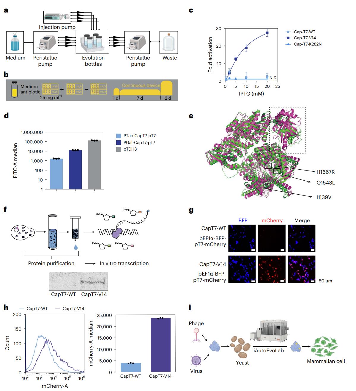 清华大学药学院张数一团队研发首个工业自动化蛋白质编程进化平台