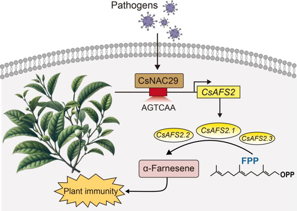 西北农林科技大学（756）园艺学院茶叶创新团队在萜类物质提高茶树抗轮斑病方面取得新进展