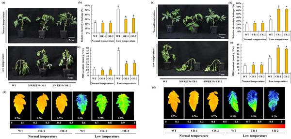 西北农林科技大学(765)园艺学院胡晓辉课题组揭示SlWRKY54-SlZF61-SlDLO2模块调控番茄低温胁迫响应的分子机制