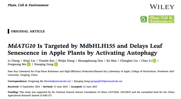 西北农林科技大学(758)苹果抗逆与品质改良创新团队马锋旺教授/龚小庆副教授课题组揭示自噬参与苹果叶片衰老调控的转录机制
