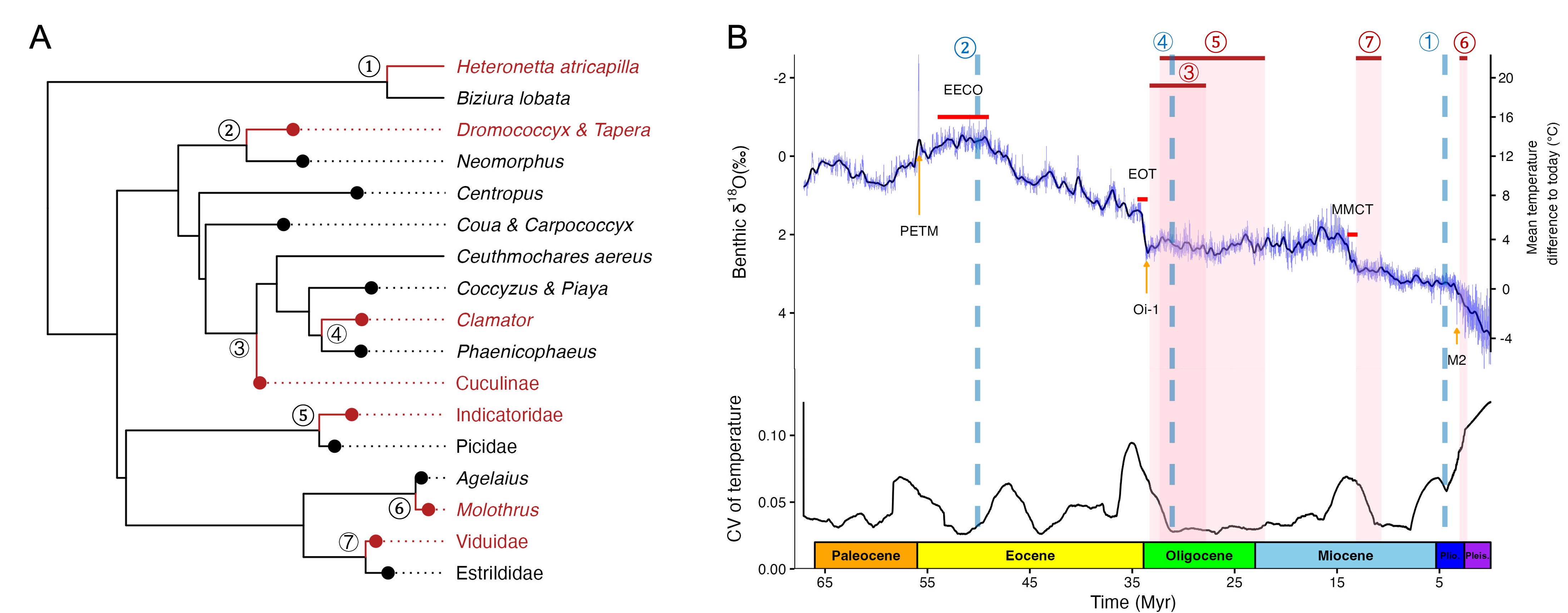 北京师范大学生命科学学院吕楠课题组在Science Advances发文揭示鸟类巢寄生的起源与演化机制
