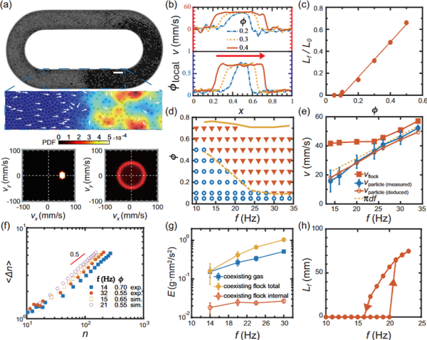 惯性活性物质中的集群相分离研究获进展