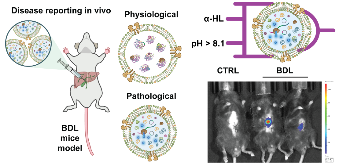 清华大学生医工程学院杜亚楠团队实现基于相分离调控的人工细胞智造和体内应用