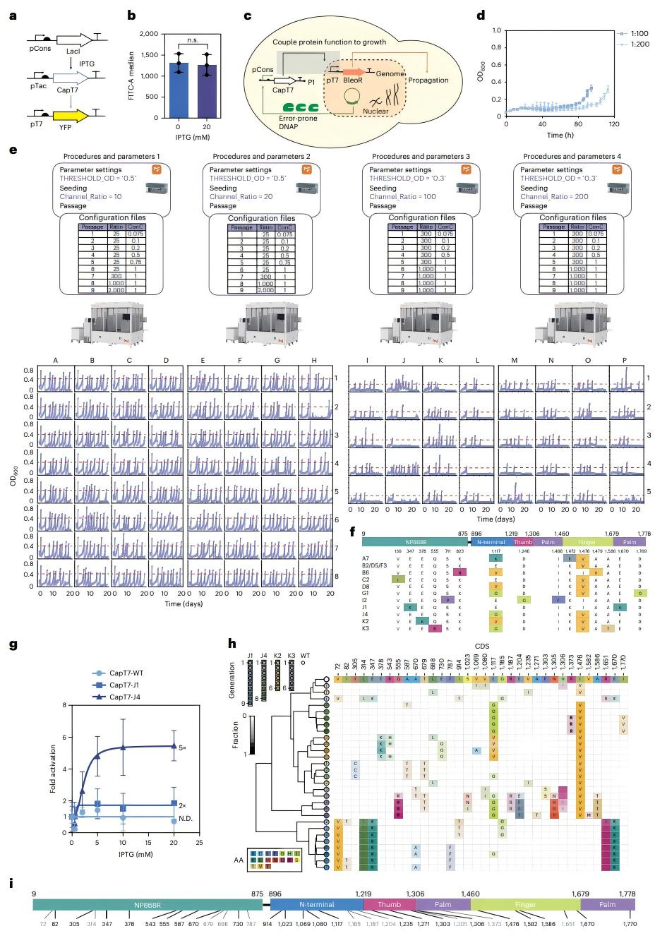 清华大学药学院张数一团队研发首个工业自动化蛋白质编程进化平台