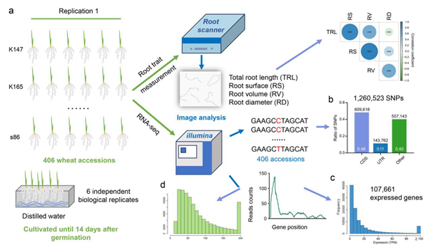 西北农林科技大学(762)农学院许盛宝课题组在小麦根系发育方面取得重要进展