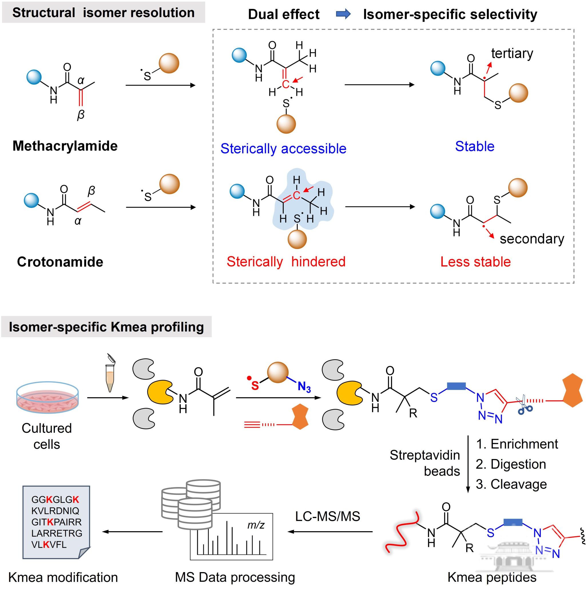 武汉大学陈素明课题组建立精准质谱分析方法实现异构体修饰特异性鉴定