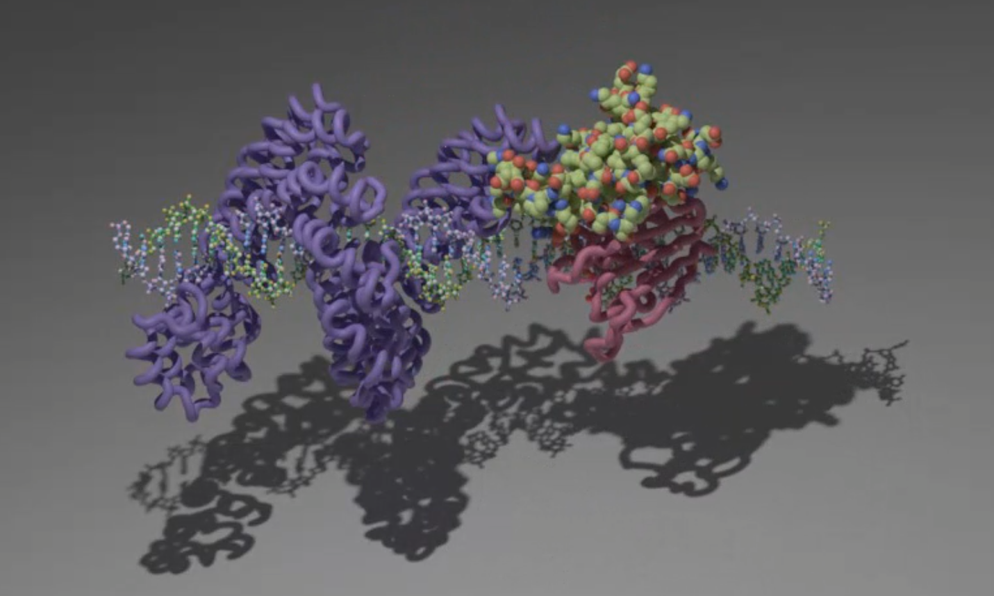 北京大学未来技术学院汪阳明团队与西湖大学卢培龙团队利用人工智能辅助蛋白质设计实现精准线粒体DNA碱基编辑