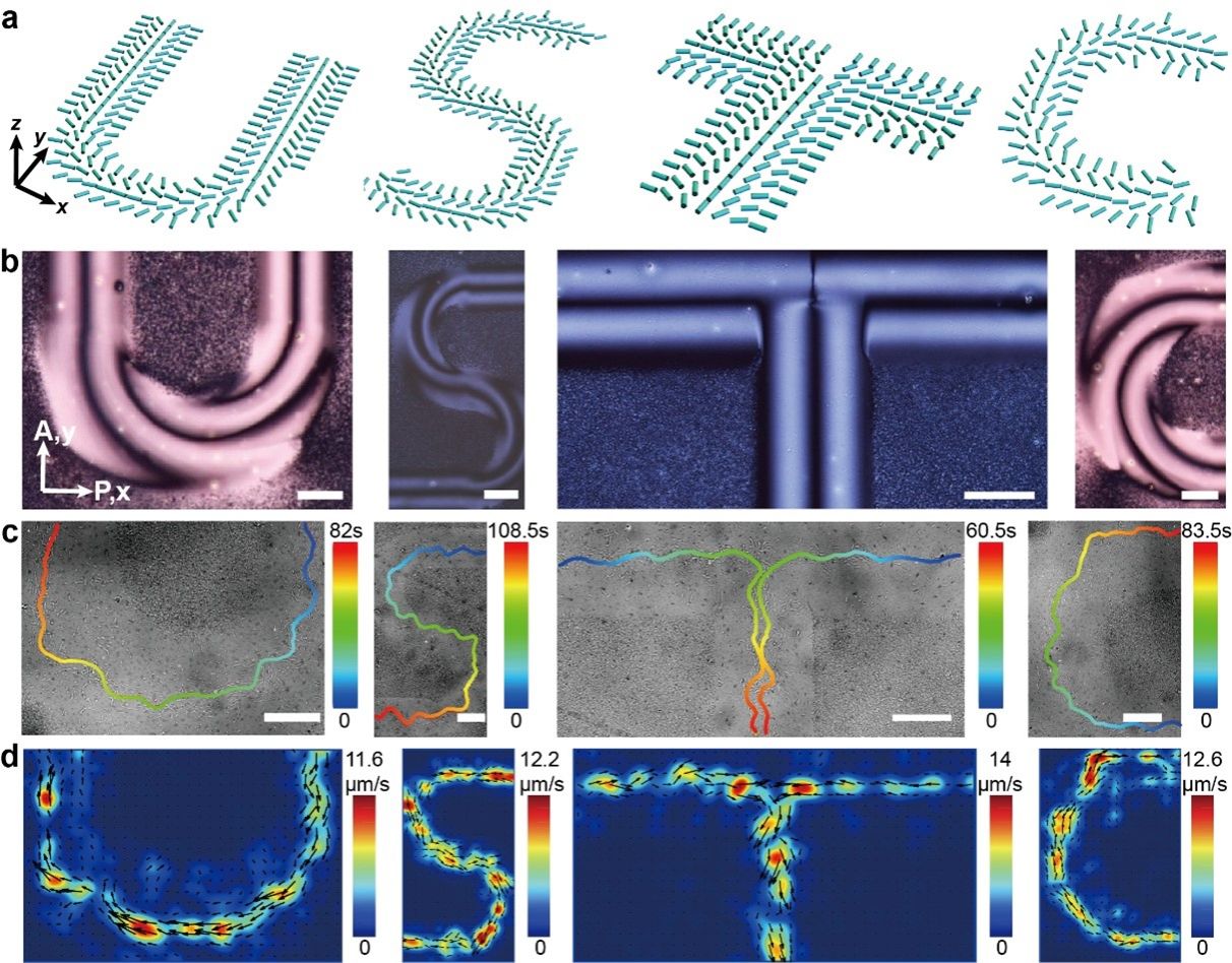 中国科大发现活性液晶可编程双行波新机制