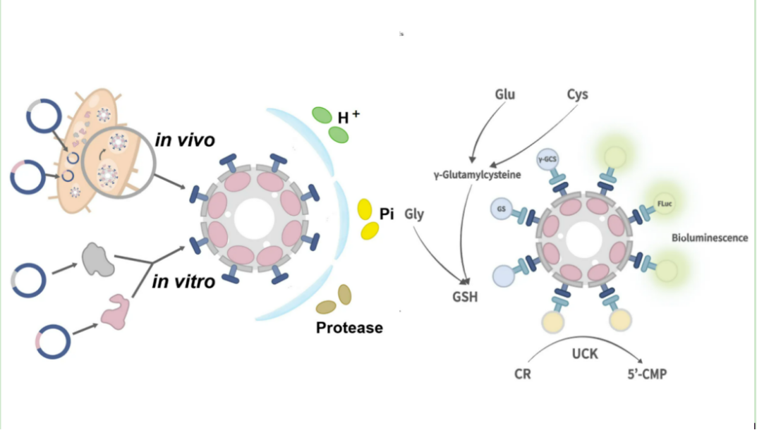 北师大iGEM团队BNU-China斩获四项国际荣誉