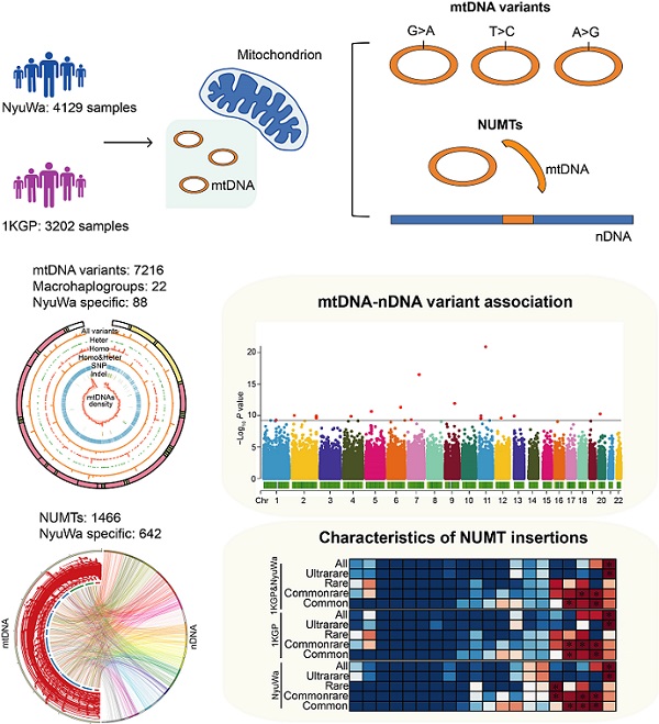 科研人员构建线粒体变异及核线粒体片段图谱
