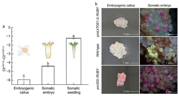林业所在落叶松种子形成和萌发研究方面取得新进展