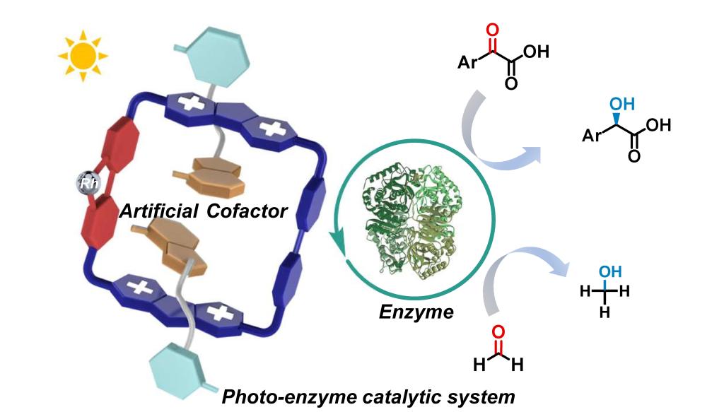 西安交大何刚教授科研团队在紫精光生物催化领域取得重要进展