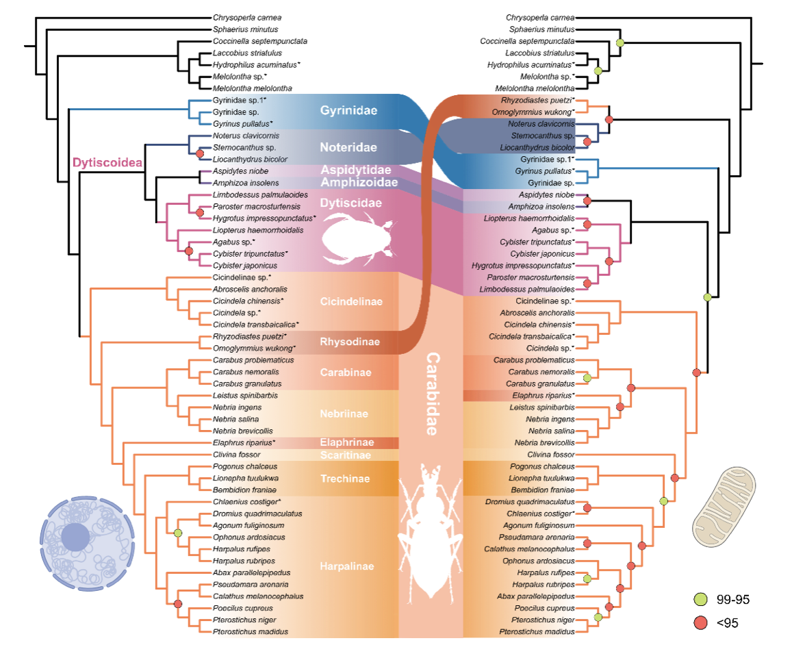 中国农业大学植保学院彩万志、李虎教授团队揭示了甲虫核基因与线粒体基因不一致现象的演化过程